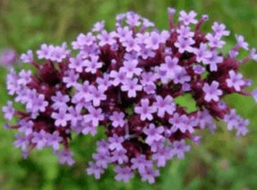 ពាក្យសម្រាប់បុរស